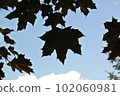 maple leaf silhouette 102060981