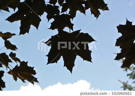 maple leaf silhouette 102060981