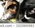 Sisters of a black-white cat and a calico cat 102060983