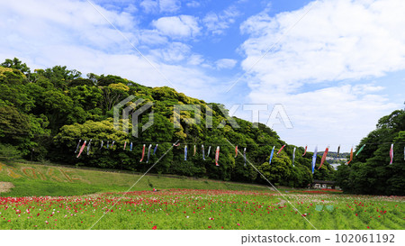 神奈川縣橫須賀市久里浜花國罌粟（春） 102061192