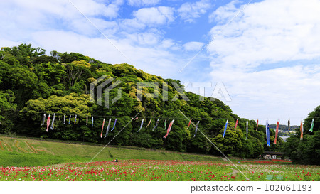 神奈川縣橫須賀市久里浜花國罌粟（春） 102061193