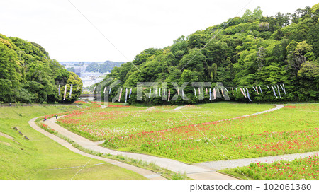 神奈川縣橫須賀市久里浜花國罌粟(春) 神奈川縣橫須賀市久里浜花國罌粟(春) 102061380