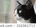 Hachiware black and white cat staring into the distance 102061713