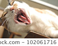 Calico cat yawning 102061716
