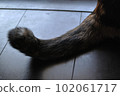 calico cat tail only 102061717