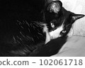 Black and white cat curled up on the sofa 102061718