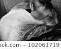 Calico cat grooming ① 102061719