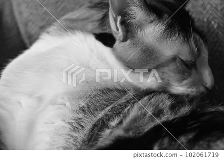 Calico cat grooming ① 102061719
