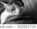 Calico cat grooming ② 102061720