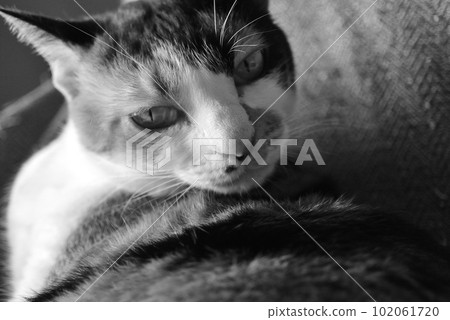 Calico cat grooming ② Calico cat grooming ② 102061720