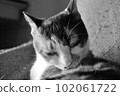 Calico cat grooming ③ 102061722