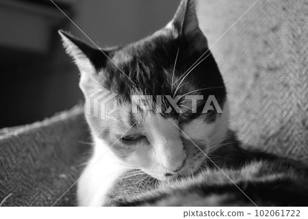 Calico cat grooming ③ Calico cat grooming ③ 102061722