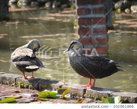 公園水邊的兩隻斑嘴鴨 公園水邊的兩隻斑嘴鴨 102061866