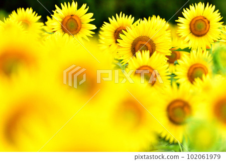 Sunflower in full bloom, summer image 102061979