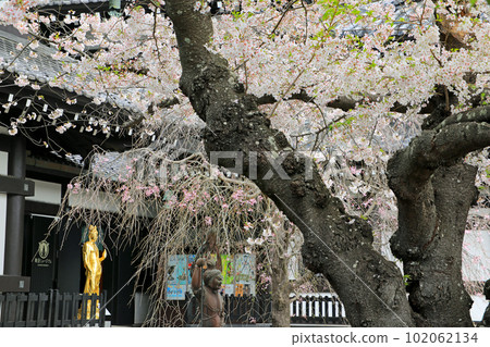 鎌倉神社和寺廟的櫻花風光和早春花 鎌倉神社和寺廟的櫻花風光和早春花 102062134