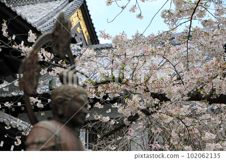 鎌倉神社和寺廟的櫻花風光和早春花 鎌倉神社和寺廟的櫻花風光和早春花 102062135