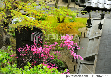 鎌倉神社和寺廟的櫻花風光和早春花 102062136