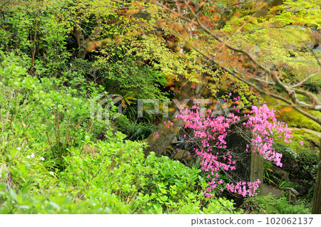 鎌倉神社和寺廟的櫻花風光和早春花 鎌倉神社和寺廟的櫻花風光和早春花 102062137