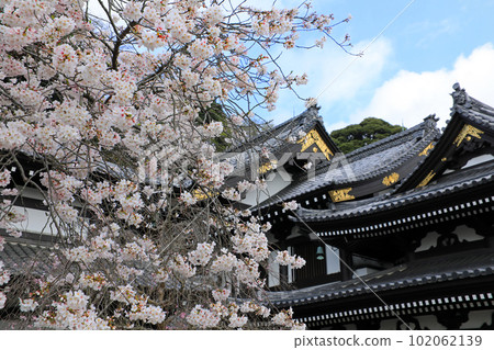鎌倉神社和寺廟的櫻花風光和早春花 鎌倉神社和寺廟的櫻花風光和早春花 102062139