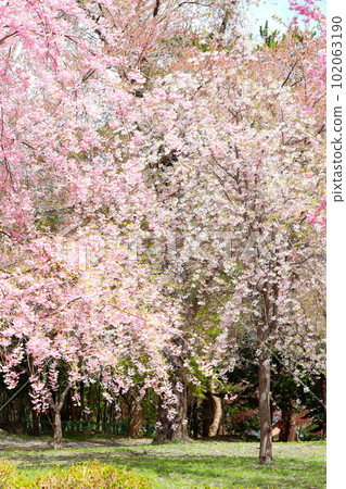 Weeping cherry tree in Ashino Park, Aomori Prefecture Weeping cherry tree in Ashino Park, Aomori Prefecture 102063190