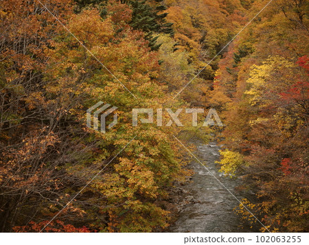 Autumn leaves along the Oku-Nikko mountain stream 102063255