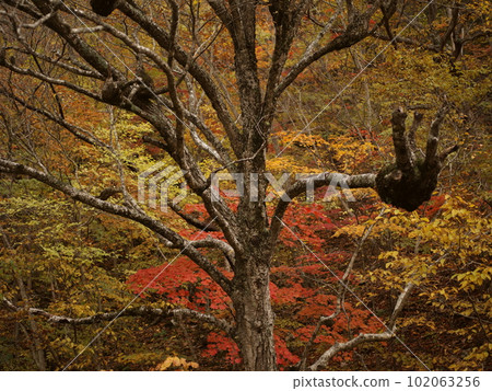 Mysterious shaped tree 102063256