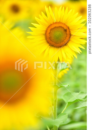 盛開的向日葵,夏天的形象 盛開的向日葵,夏天的形象 102063286