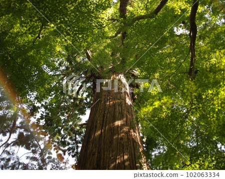 A rainbow-like flare hits the big tree 102063334