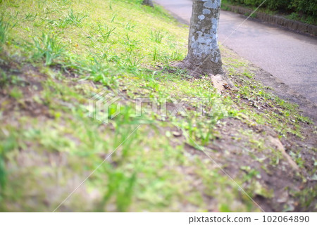 綠堤上的樹木(斜坡) 綠堤上的樹木(斜坡) 102064890