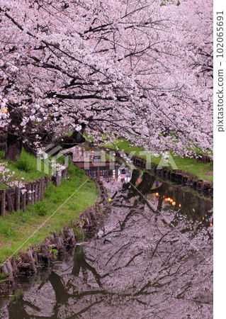 Hikawa-cho, Kawagoe-shi, Saitama Prefecture Lines of cherry blossom trees along the Shingashi River called Homare-zakura behind Hikawa-jinja Shrine and water mirrors on the surface of the river Hikawa-cho, Kawagoe-shi, Saitama Prefecture Lines of cherry blossom trees along the Shingashi River called Homare-zakura behind Hikawa-jinja Shrine and water mirrors on the surface of the river 102065691