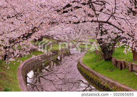 埼玉縣川越市冰川町冰川神社後方的新石川沿岸的櫻花樹排列成行,被稱為冰川神社和河面的水鏡 埼玉縣川越市冰川町冰川神社後方的新石川沿岸的櫻花樹排列成行,被稱為冰川神社和河面的水鏡 102065695