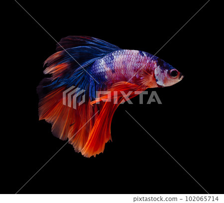 Multicolor half moon Betta splendens fish (Siamese fighting fish) on black background. Multicolor half moon Betta splendens fish (Siamese fighting fish) on black background. 102065714