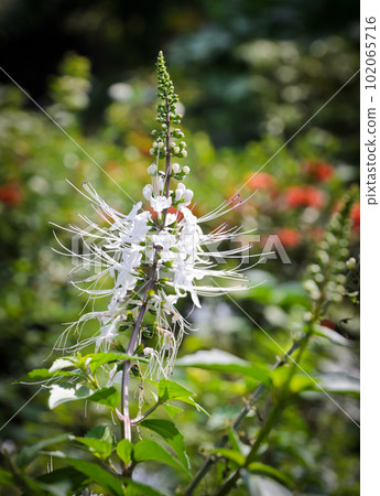 Cat's Whiskers flower Cat's Whiskers flower 102065716