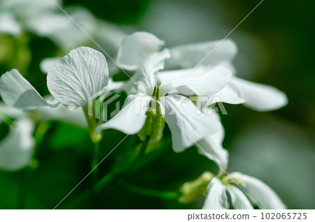 人參草的白花 人參草的白花 102065725