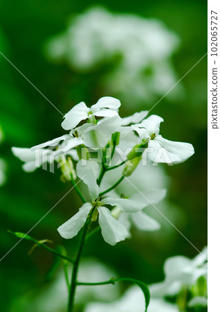人參草的白花 人參草的白花 102065727