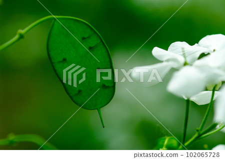 人參草的白花 人參草的白花 102065728