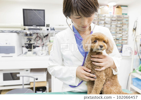 女獸醫在獸醫診所檢查小狗 女獸醫在獸醫診所檢查小狗 102066457