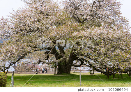 A single cherry tree on the shore of Lake Ashi / Spring / Hakone Town, Kanagawa Prefecture 102066494