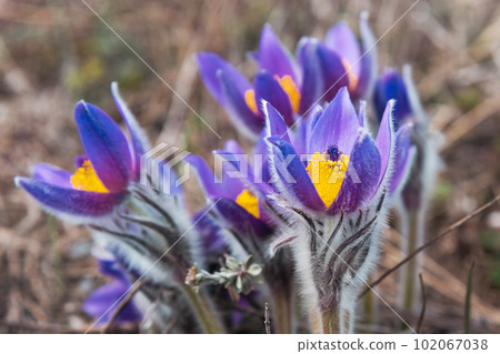 First spring flowers Pulsatilla halleri or pulsatilla taurica in nature 102067038