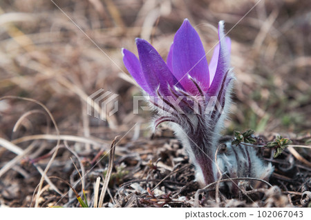 First spring flowers Pulsatilla halleri or pulsatilla taurica in nature 102067043