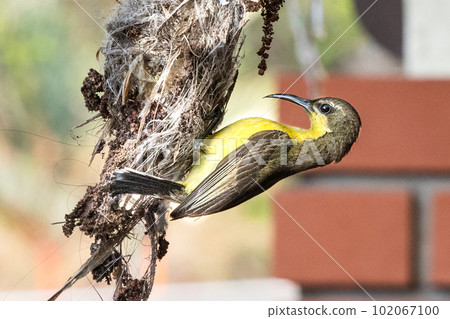 Close-up of long-billed spiderhunter bird weaving nest at residential home 102067100
