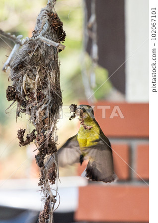 Long-billed spiderhunter bird transferring weaving material to weave its nest at residential home 102067101
