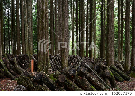 Cultivating shiitake mushrooms deep in the mountains Cultivating shiitake mushrooms deep in the mountains 102067170