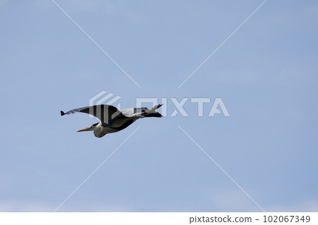 Gray heron heron / Japan Gray heron heron / Japan 102067349