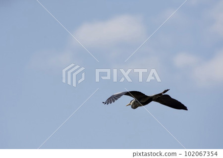 Gray heron heron / Japan 102067354