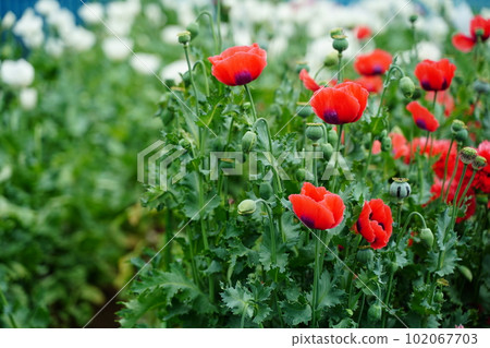 botanical garden, flower, tokyo, japan, outdoors, sky, blue sky, cloud, poppy, poppy, poppy flower, no cultivation, papaver, so botanical garden, flower, tokyo, japan, outdoors, sky, blue sky, cloud, poppy, poppy, poppy flower, no cultivation, papaver, so 102067703