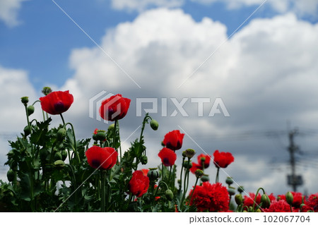 botanical garden, flower, tokyo, japan, outdoors, sky, blue sky, cloud, poppy, poppy, poppy flower, no cultivation, papaver, so 102067704