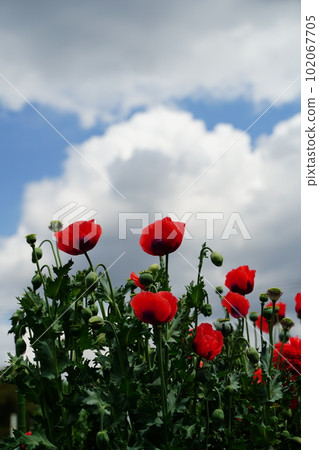 botanical garden, flower, tokyo, japan, outdoors, sky, blue sky, cloud, poppy, poppy, poppy flower, no cultivation, papaver, so 102067705