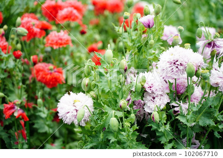 botanical garden, flower, tokyo, japan, outdoors, sky, blue sky, cloud, poppy, poppy, poppy flower, no cultivation, papaver, so 102067710