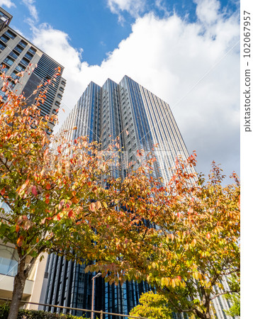 Autumn leaves in the city 102067957